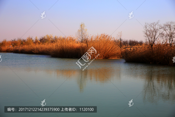 湖邊蘆葦