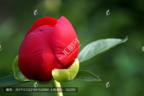 花蕾