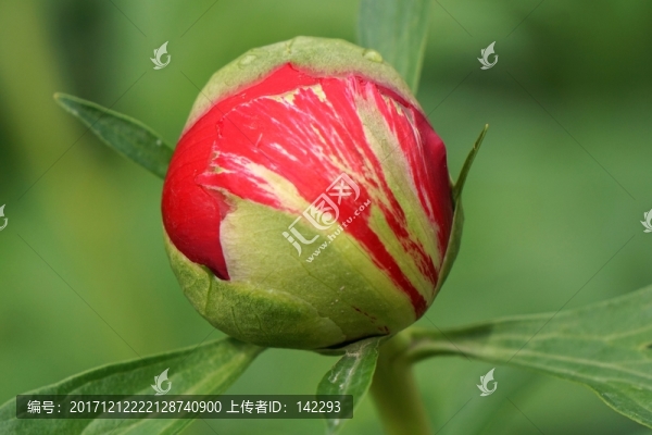 花蕾