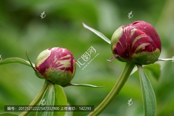 花蕾