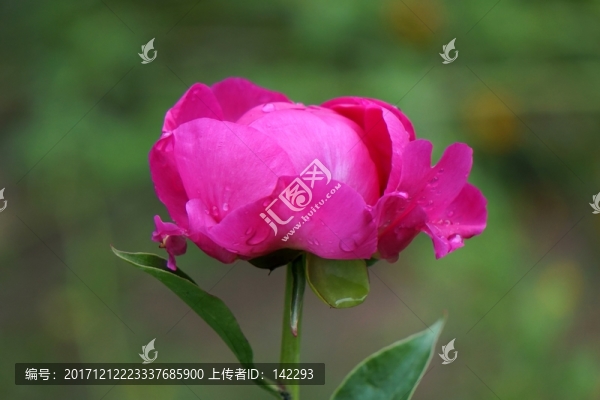花蕾