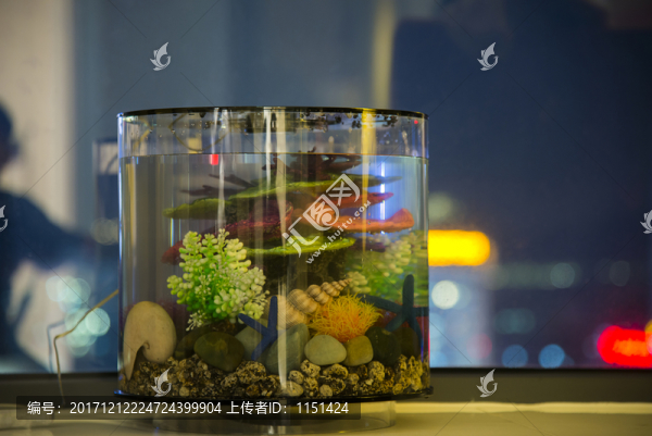 魚(yú)缸