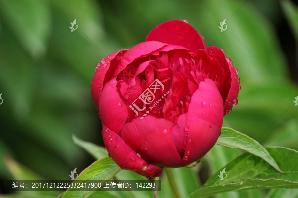 含苞欲放