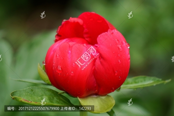 含苞欲放