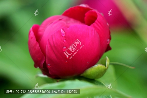 含苞欲放