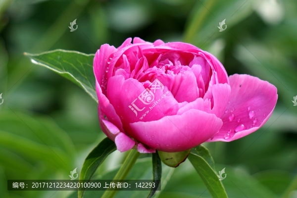 含苞欲放