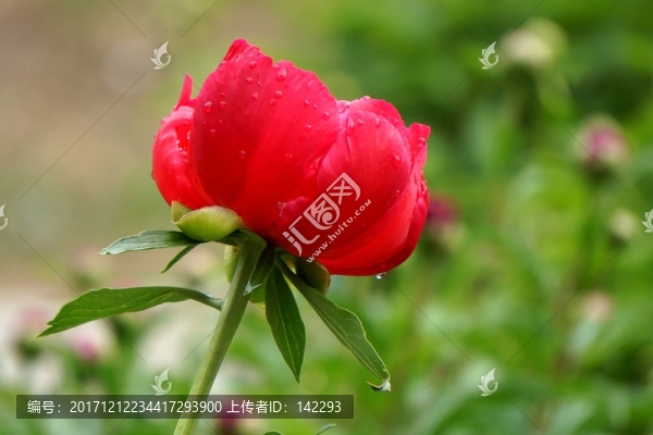 含苞欲放