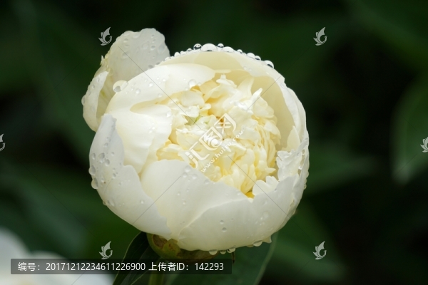 含苞欲放