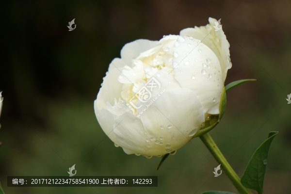 含苞欲放