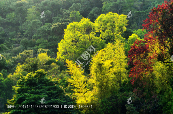 山林