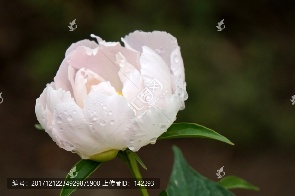 含苞欲放