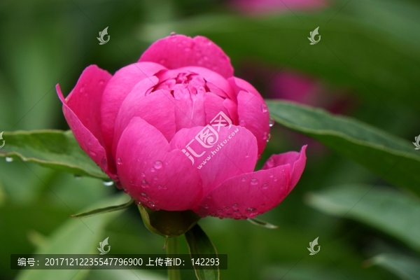 含苞欲放