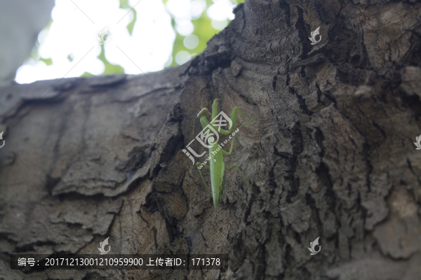 螳螂