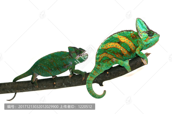 變色蜥蜴