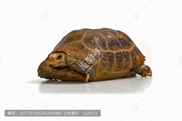 動(dòng)物