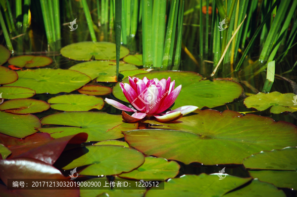 花園