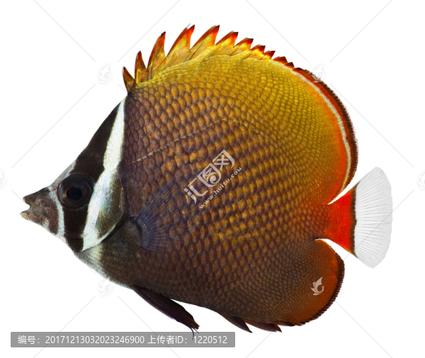 魚(yú)