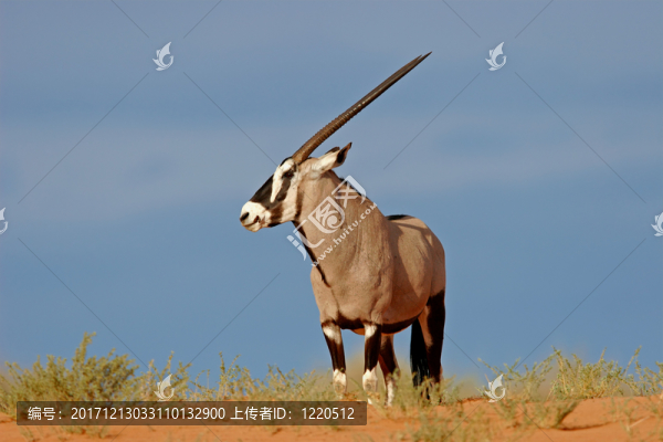 野生的鳥獸等