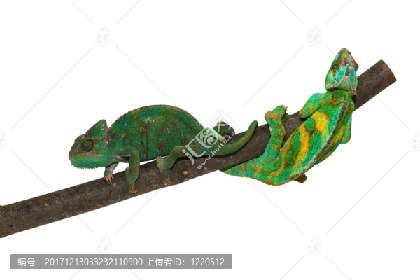 變色蜥蜴
