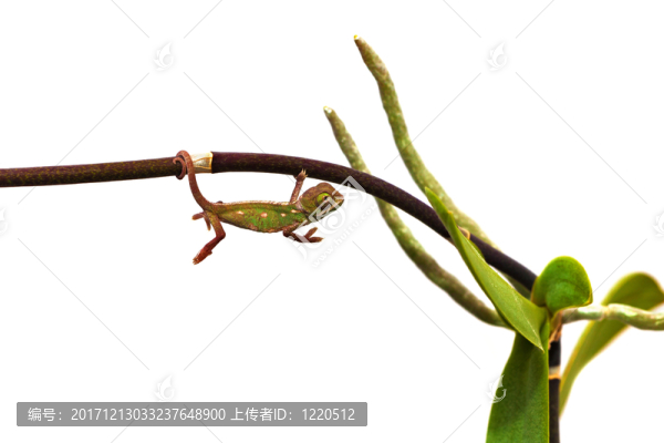 年輕的變色龍