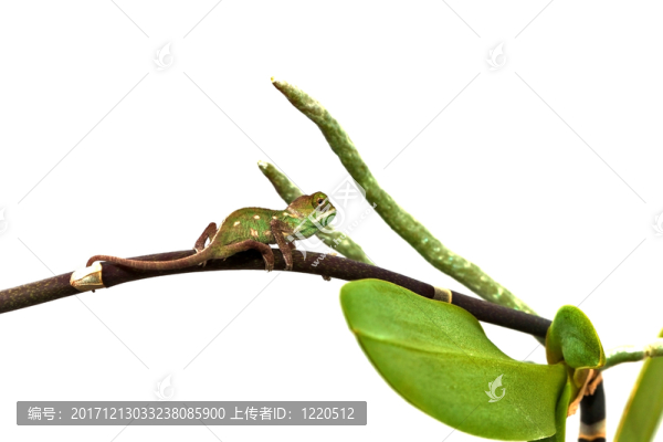 年輕的變色龍