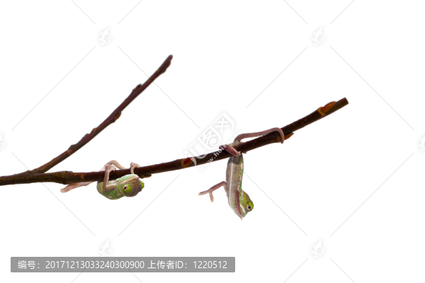 年輕的變色龍