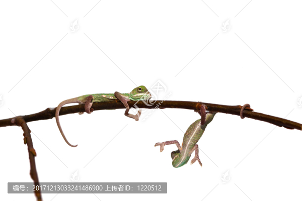 年輕的變色龍