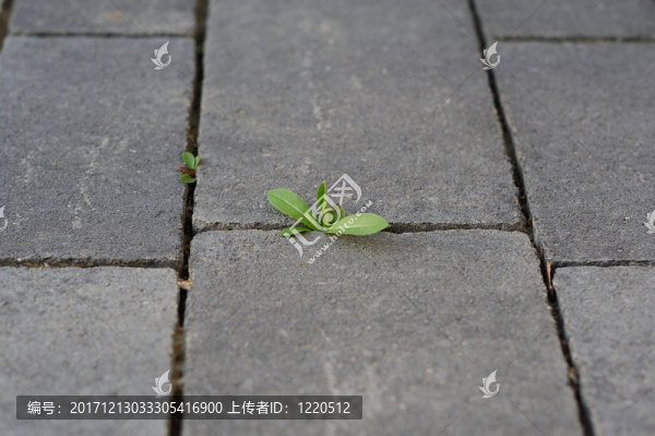 雜草
