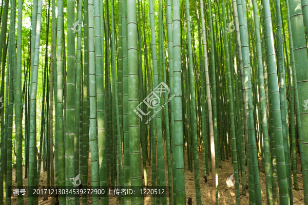 竹子