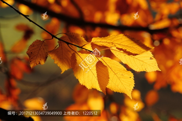發(fā)出光