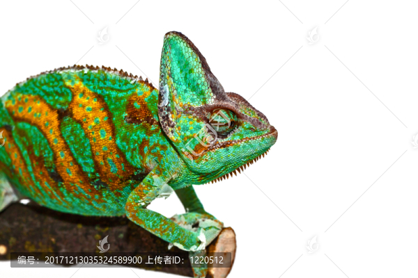 變色蜥蜴