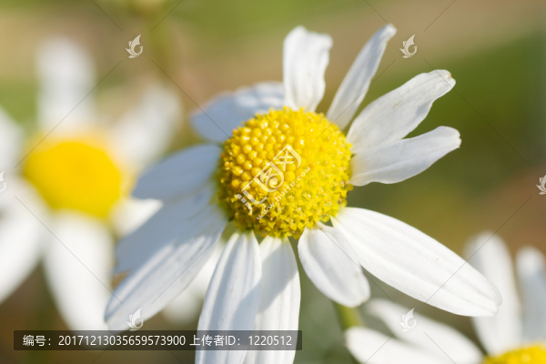 甘菊