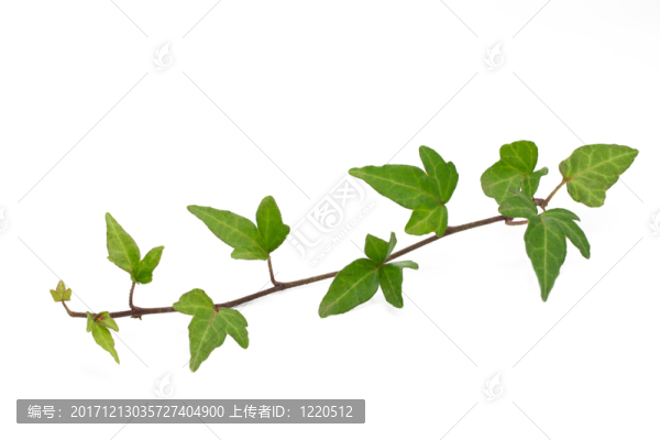 綠色的