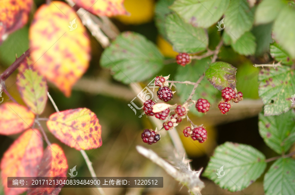 rheingau在2011年秋季