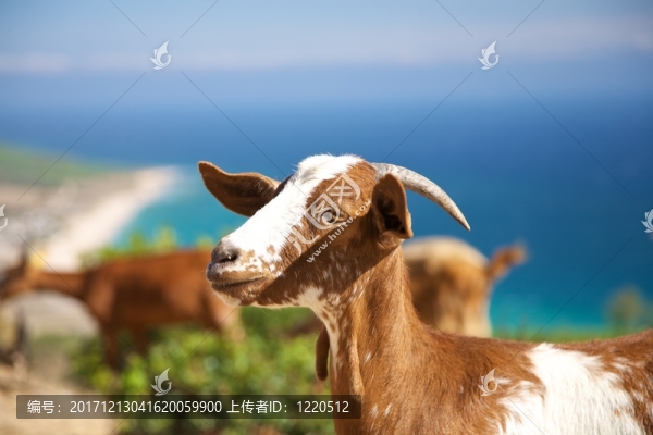 動(dòng)物