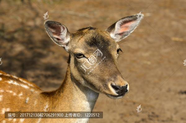 動(dòng)物