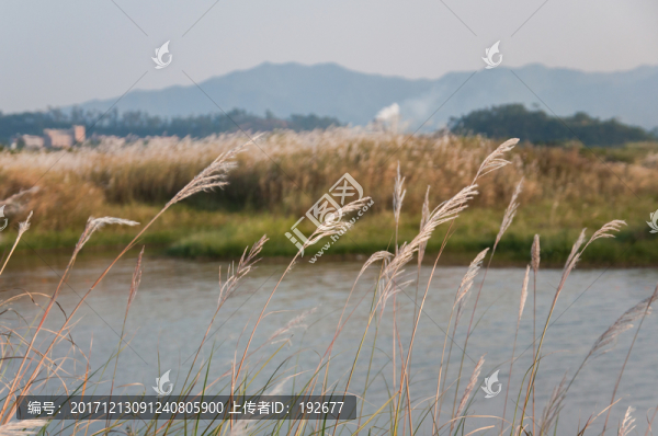 金秋蘆葦