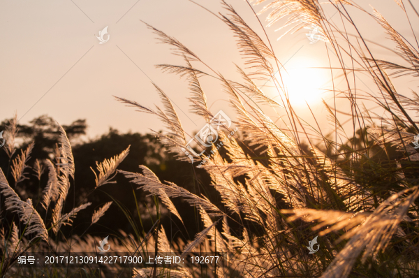 金秋蘆葦
