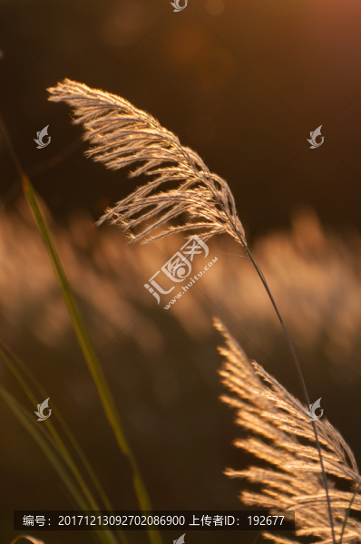 金秋蘆葦
