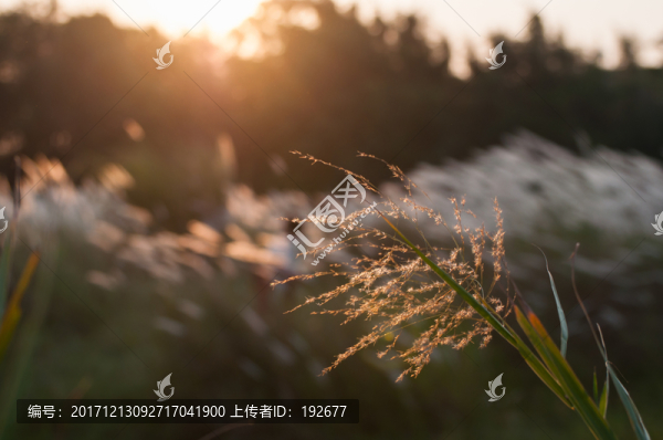 金秋蘆葦
