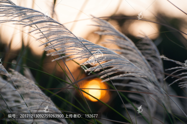 金秋蘆葦