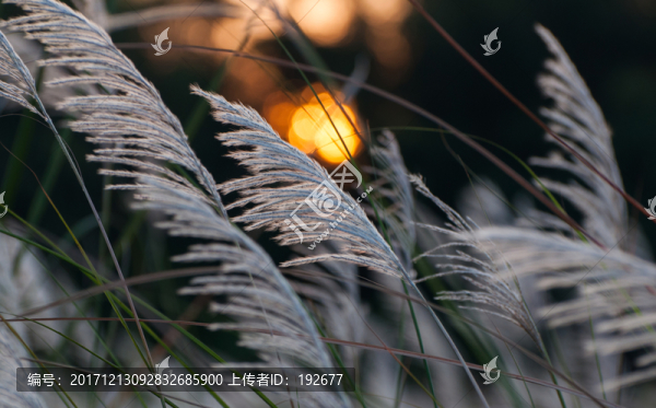 金秋蘆葦