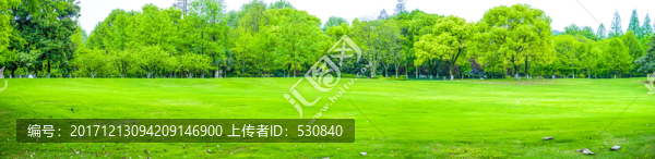 樹林全景圖,大畫幅