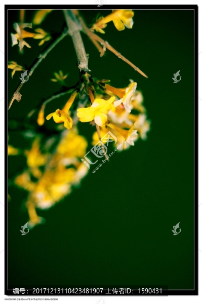 迎春花
