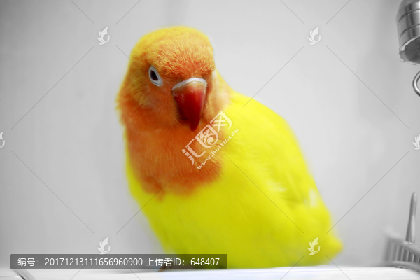 鸚鵡