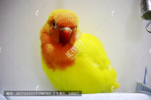 鸚鵡