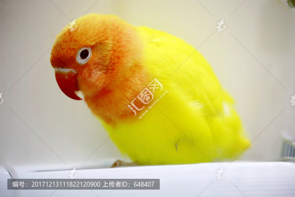 鸚鵡