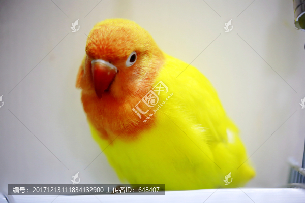 鸚鵡