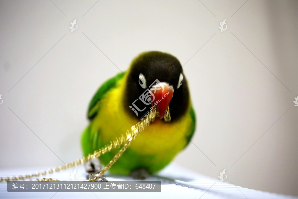 鸚鵡