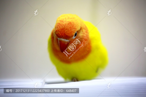鸚鵡